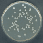 محیط کشت پلیت کانت آگار (PCA) Plate Count Agar تصویر دوم