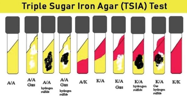 محیط کشت (Triple Sugar Iron Agar)