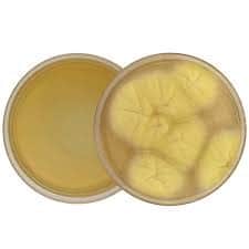 محیط کشت پوتیتو دکستروز آگار(PDA) Potato Dextrose Agar