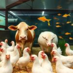 دام طیور آبزی