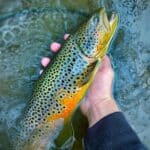 قزل آلای رنگین کمان بالای رودخانه