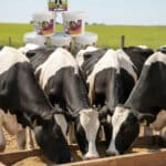 چند گاو هلشتاین مزرعه در آخور