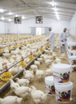 مگازایم مرغ گوشتی در مرغداری