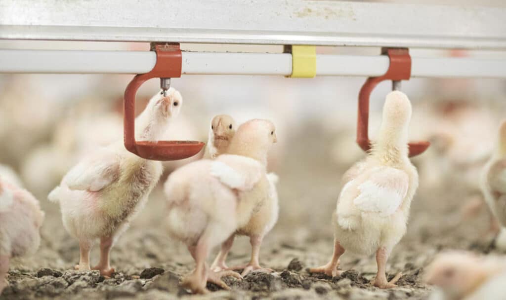 جوجه گوشتی در حال آب خوردن از نیپل