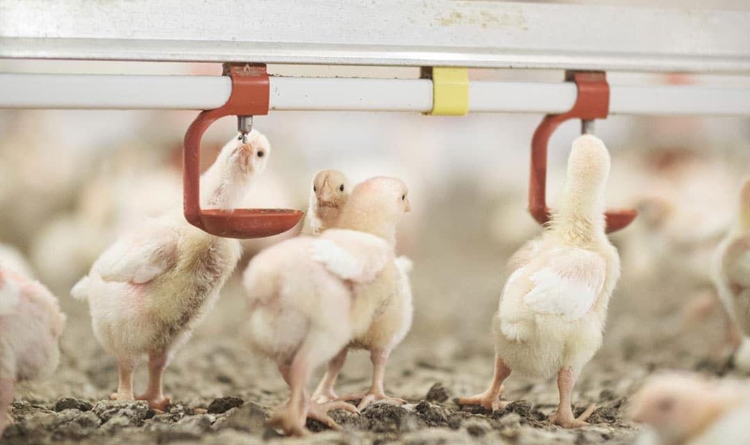 جوجه گوشتی در حال آب خوردن از نیپل